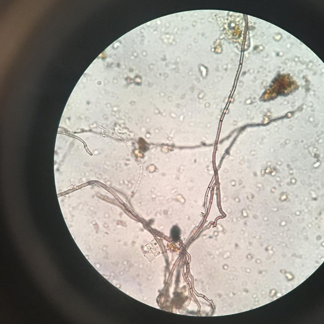 Microscope Masterclass