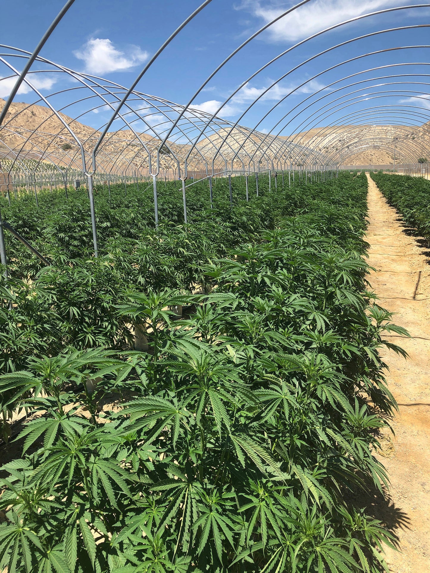 Cannabis Masterclass for the Professional Grower