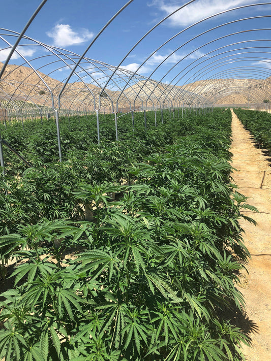 Cannabis Masterclass for the Professional Grower