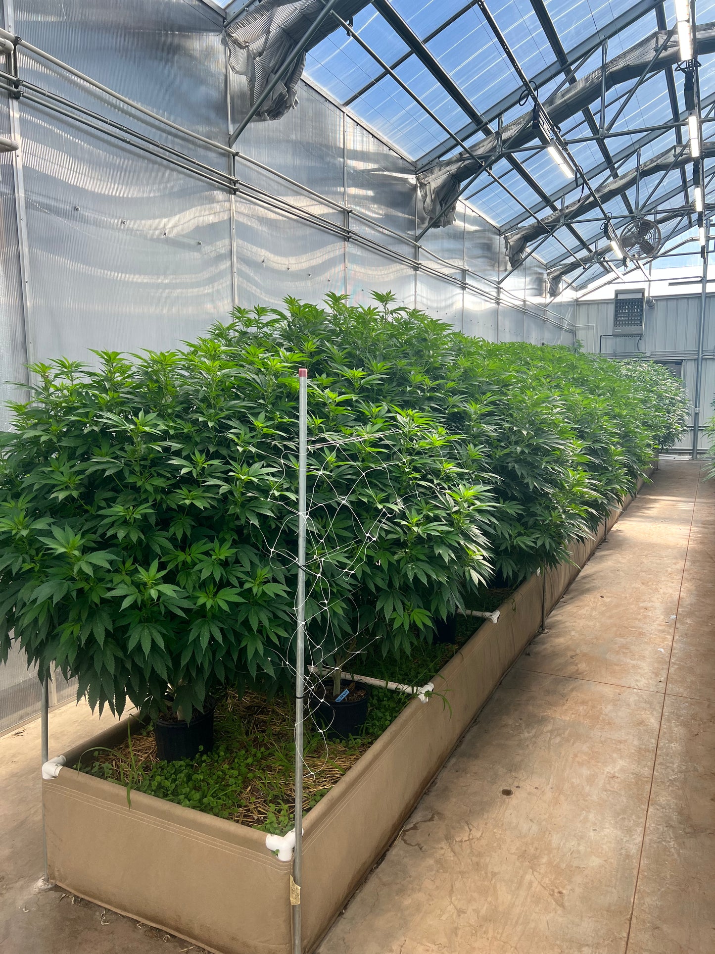 Cannabis Masterclass for the Professional Grower