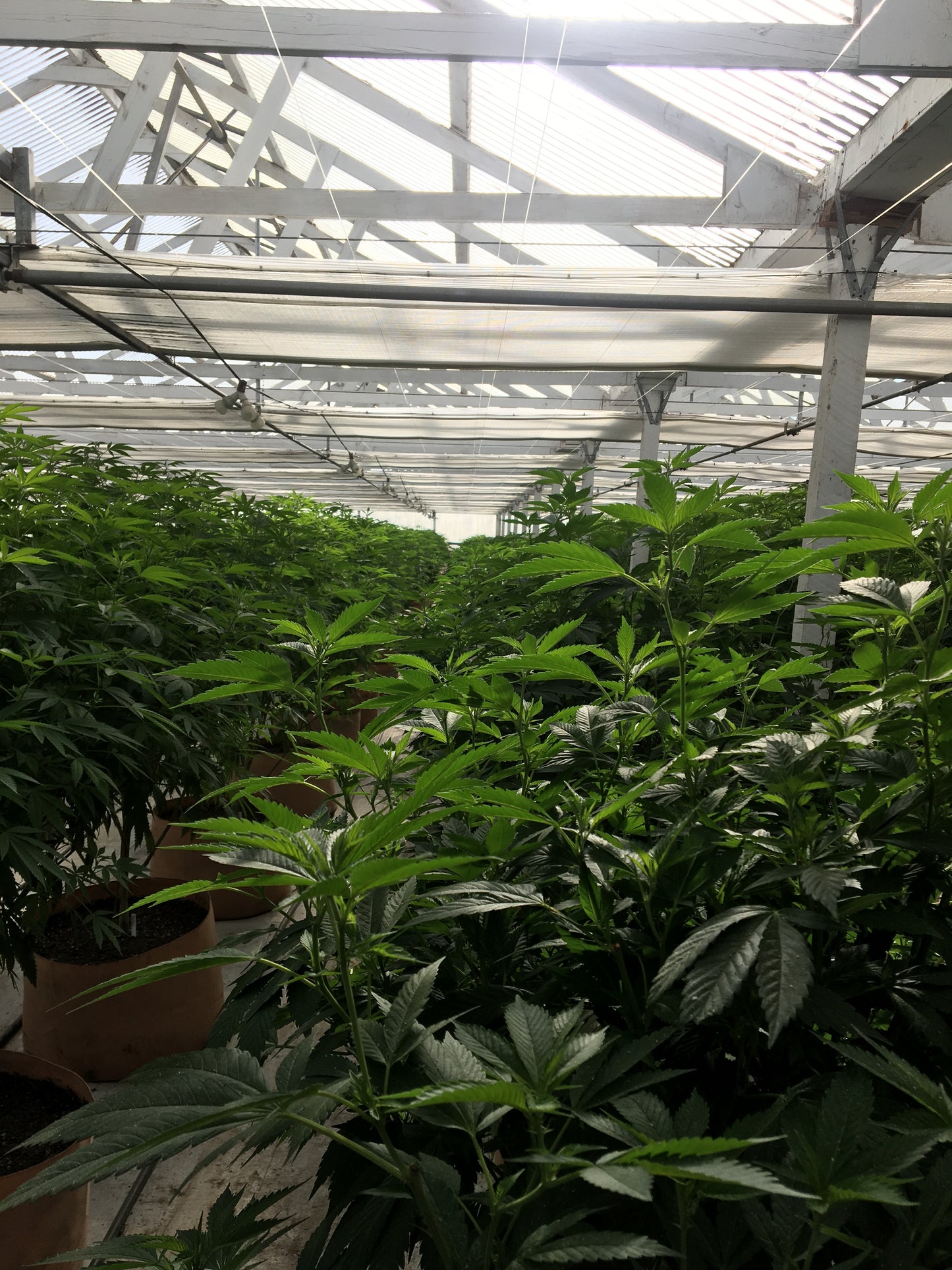 Cannabis Masterclass for the Professional Grower
