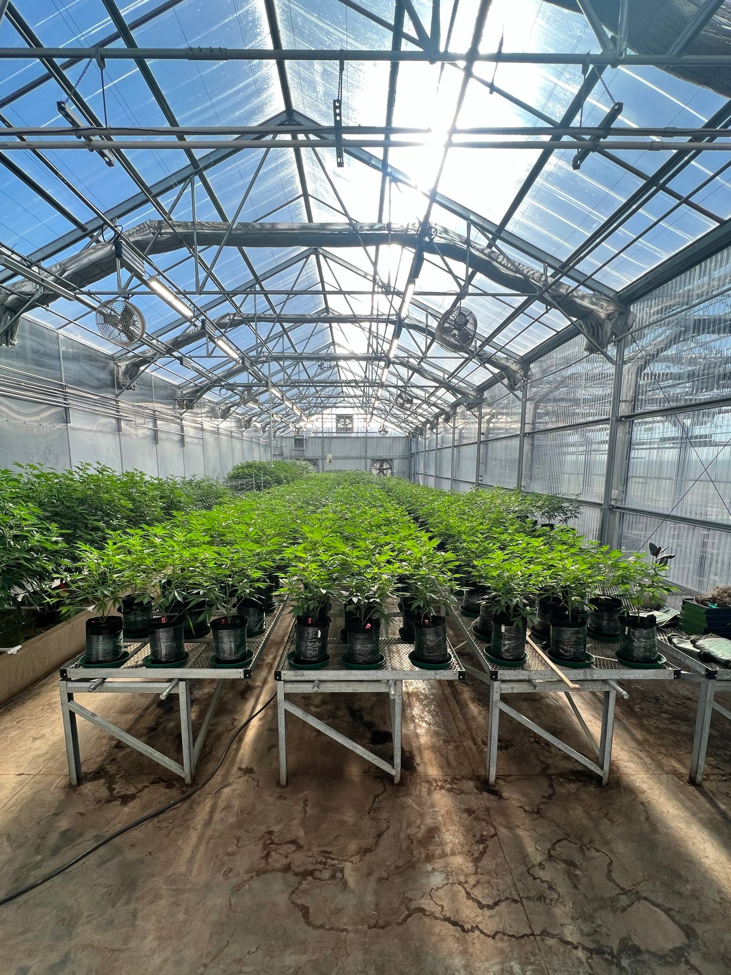 Cannabis Masterclass for the Professional Grower
